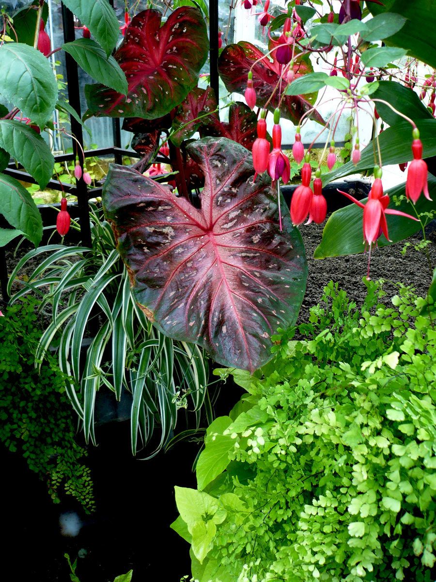 Bougainvilla, Philodendron Leaves & Ferns