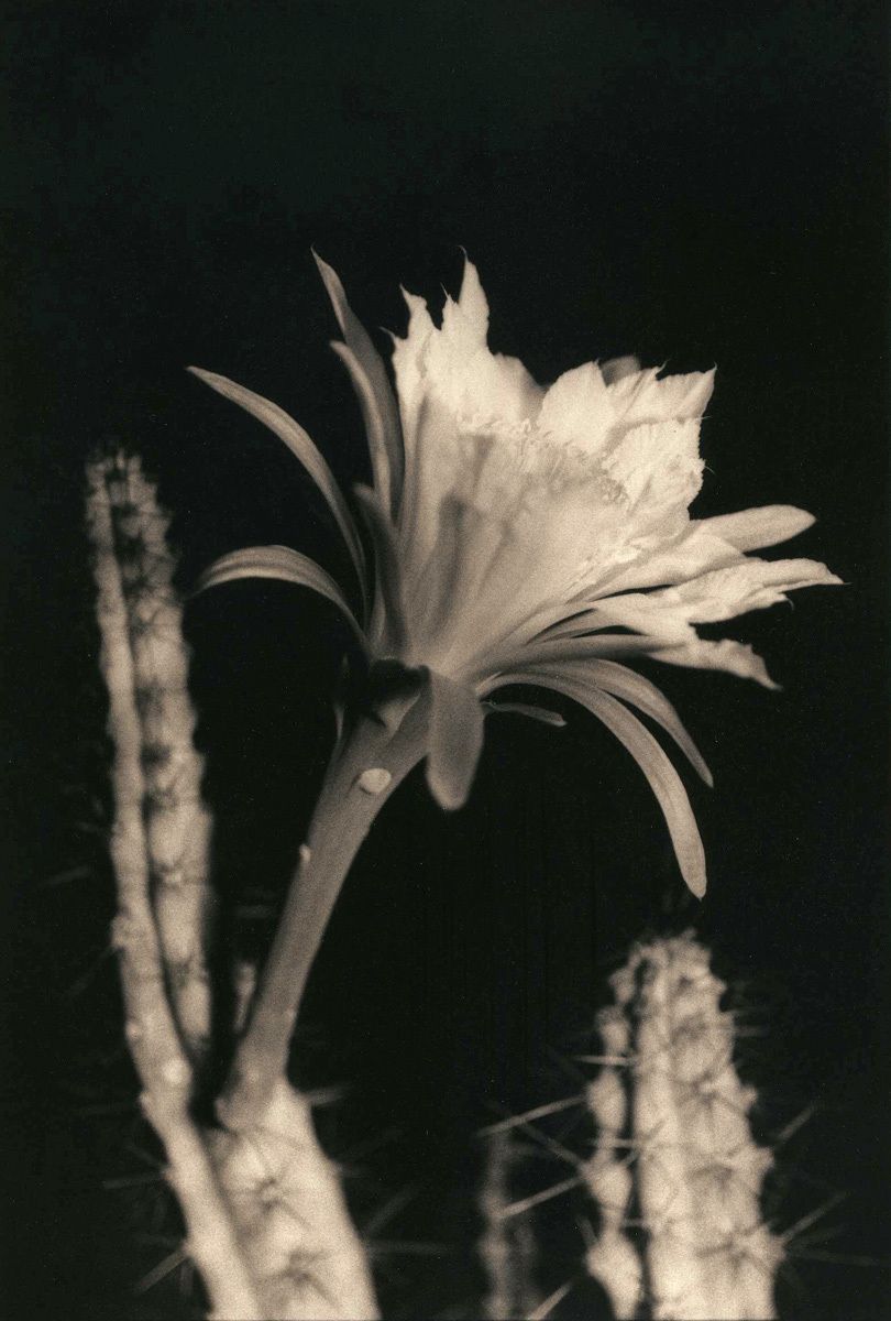 Night-blooming Cerius Blossom, 2010Gelatin-silver photograph, gold-toned