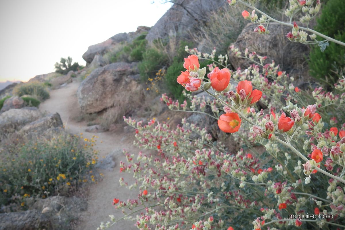 Granite Mountain Hotshots Web02.jpg