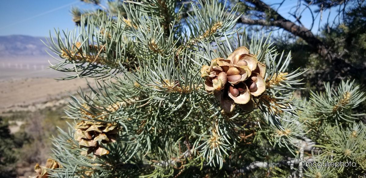 Pinon Pine Nuts Web1.jpg