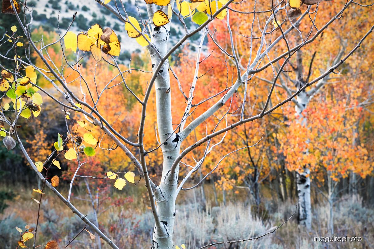 Nevada Great Basin Web216.jpg