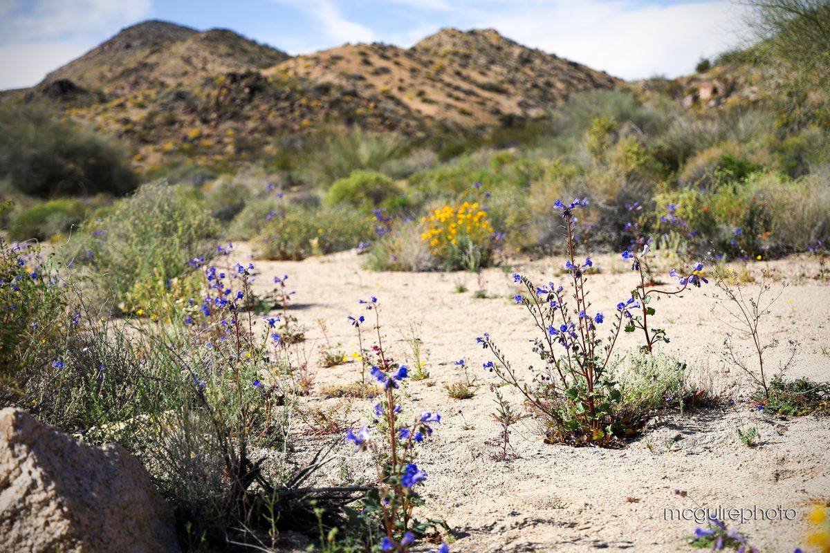 On The Border Web40.jpg