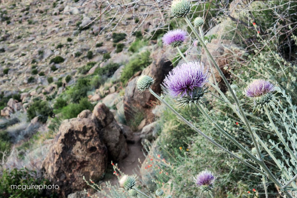 Granite Mountain Hotshots Web05.jpg