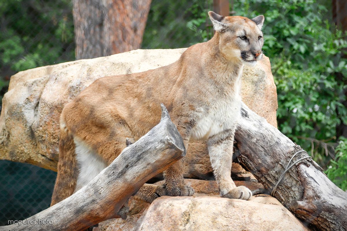 Mountain Lion OC Zoo Web1.jpg