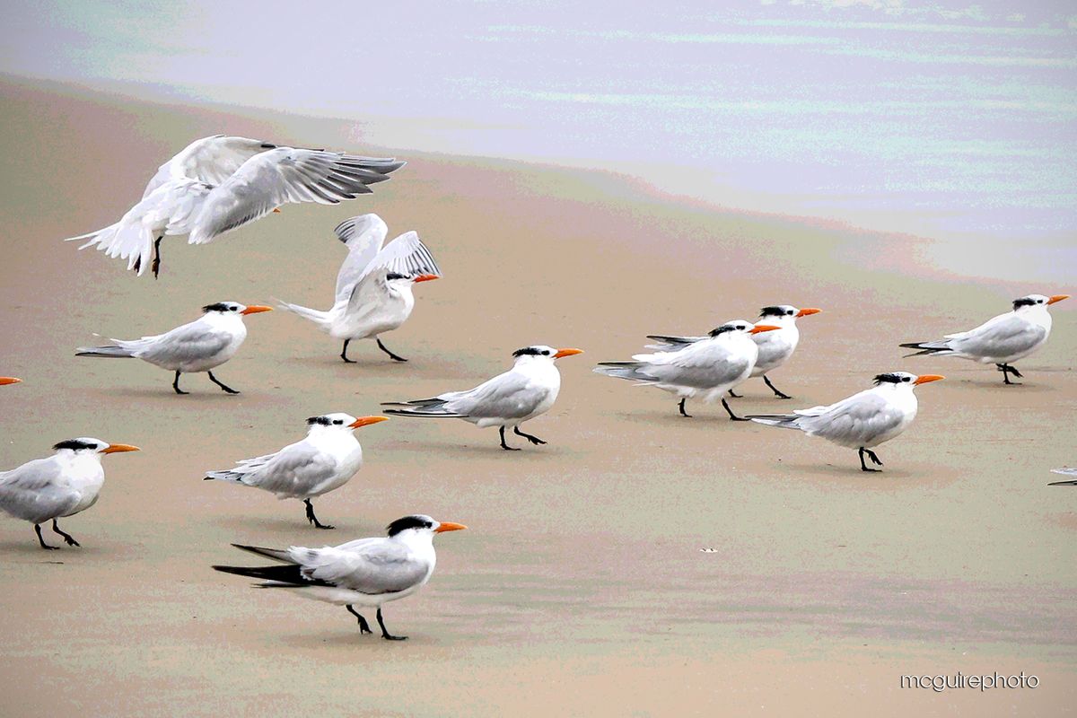 Huntington Beach CA Birds 2024 Web03.jpg