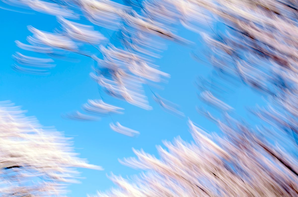 CherryBlossoms.Blur. 119.jpg