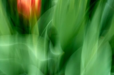 She Was a No Show, 2021 Keukenhof.blur-133.jpg