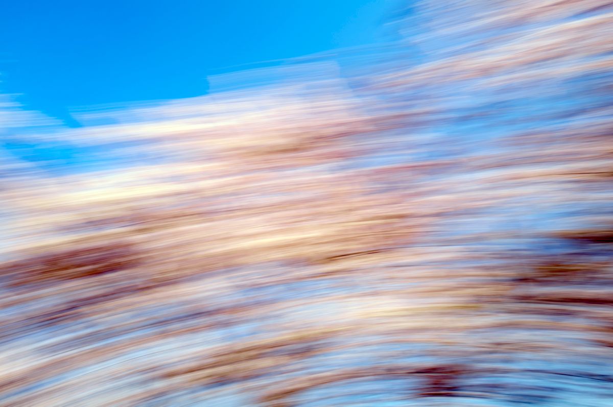 CherryBlossoms.Blur. 117.jpg