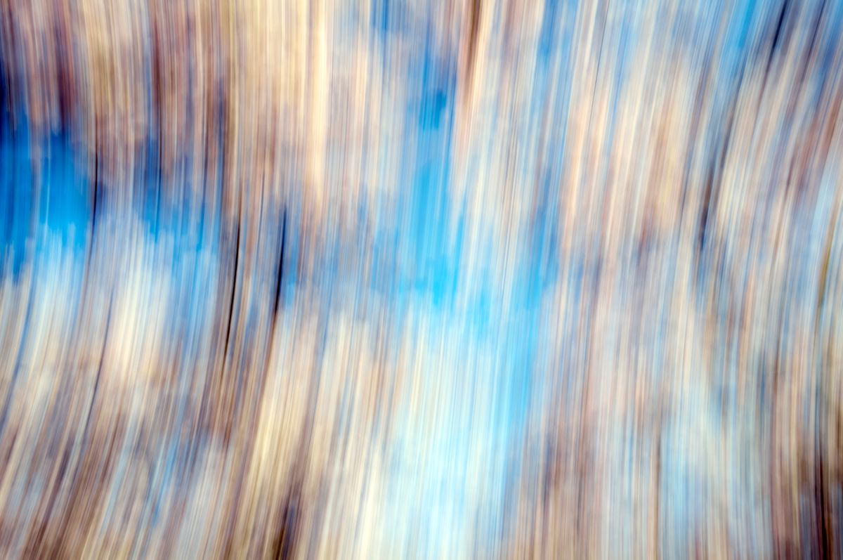 CherryBlossoms.Blur. 103.jpg
