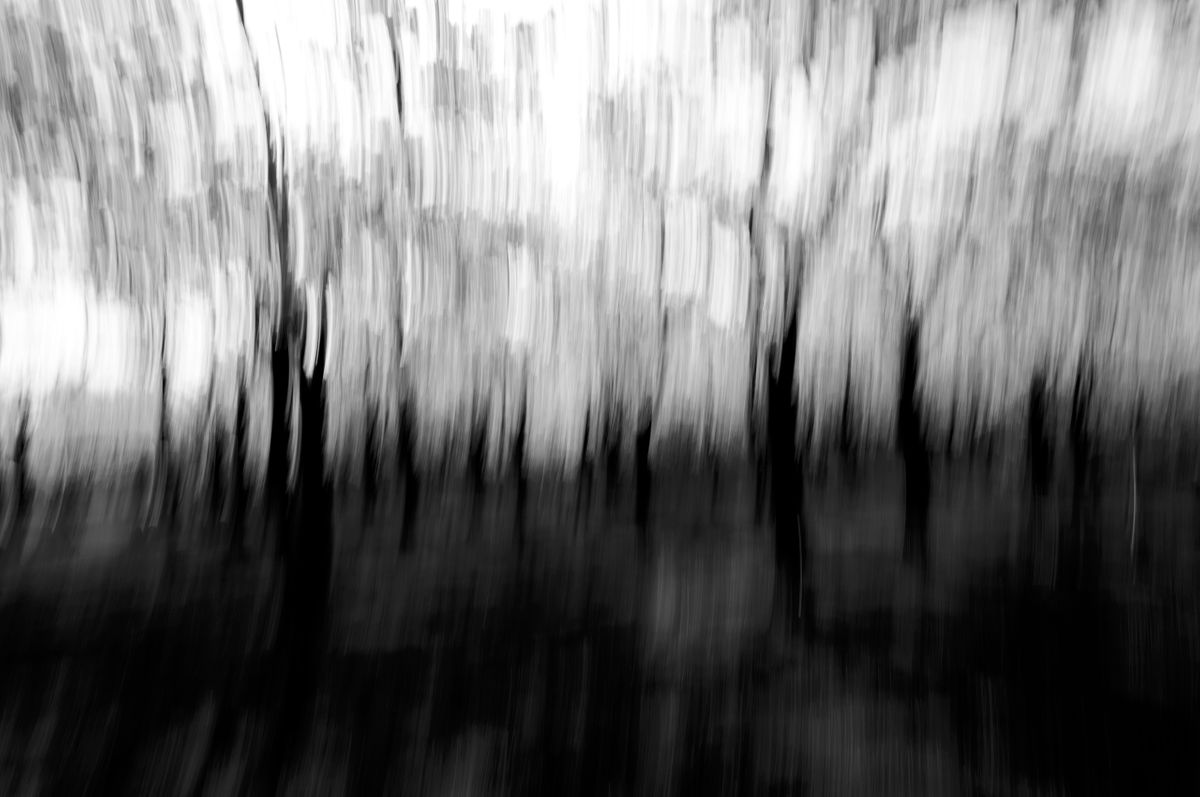 CherryBlossoms.Blur. 60.jpg