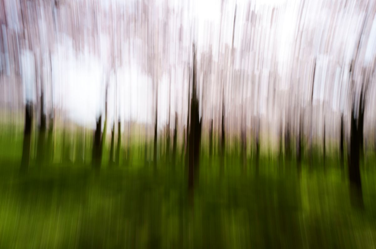 CherryBlossoms.Blur. 58.jpg