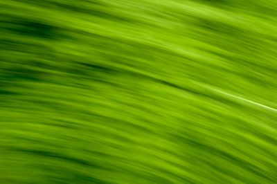 He Had a Pea in His Shoe, 2021 Keukenhof.blur-45.jpg