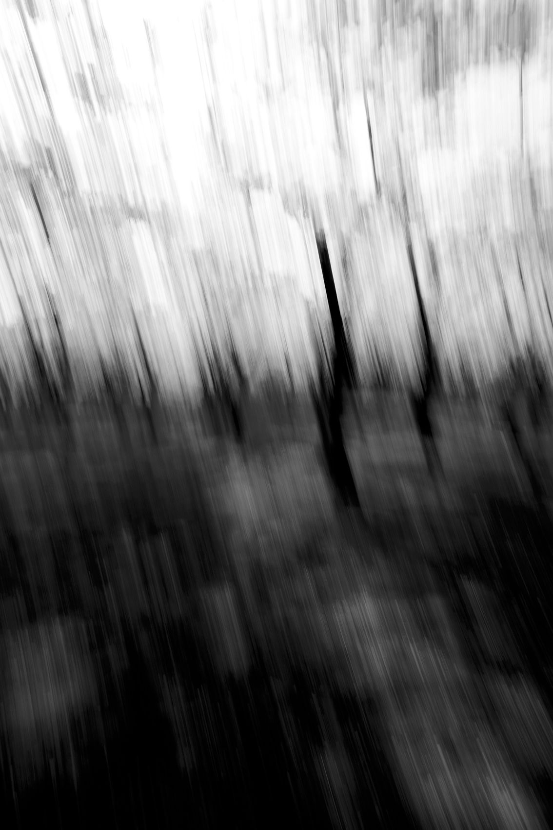 CherryBlossoms.Blur. 67.jpg