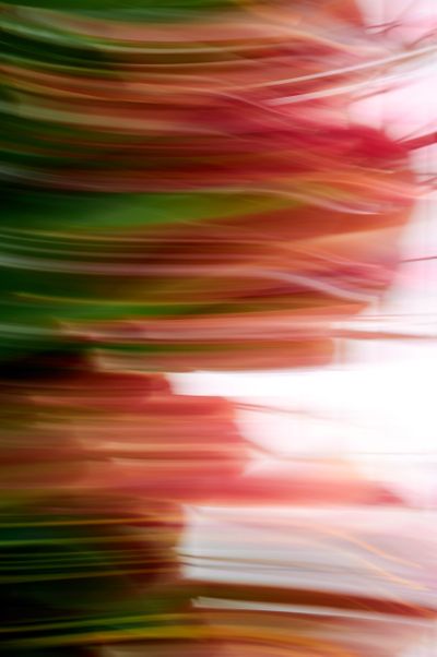 Fue Una Jornada, 2021 Keukenhof.blur-127vert.jpg