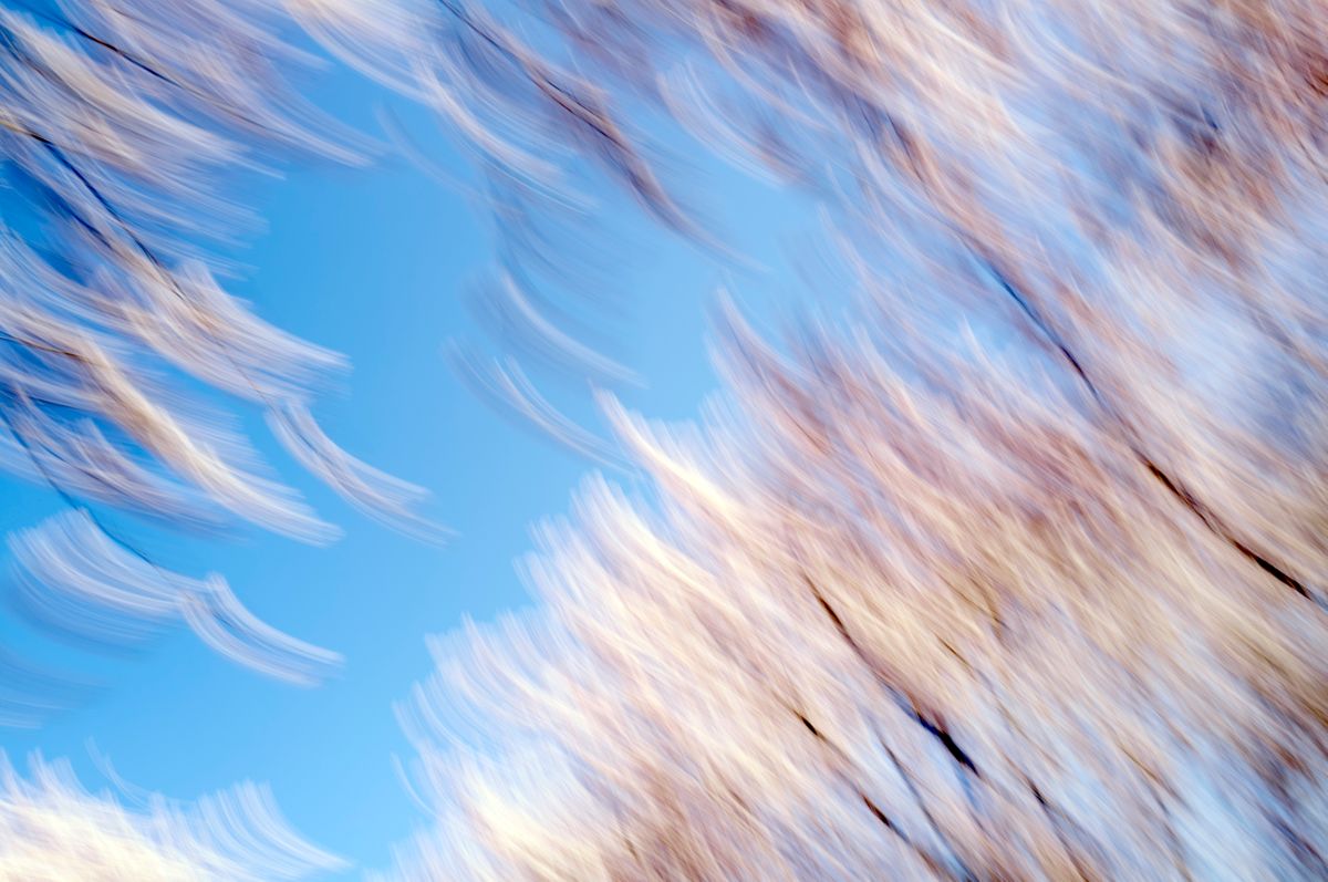 CherryBlossoms.Blur. 123.jpg