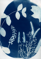 Cyanotype Photogram, NYC