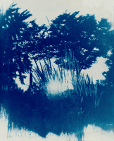Cyanotype Contact Print, Riverside Park, NYC