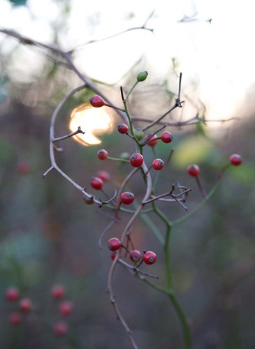 Jamaica Bay Wildlife Refuge