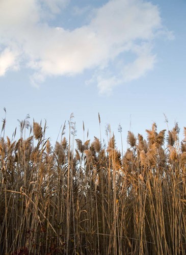 Jamaica Bay Wildlife Refuge