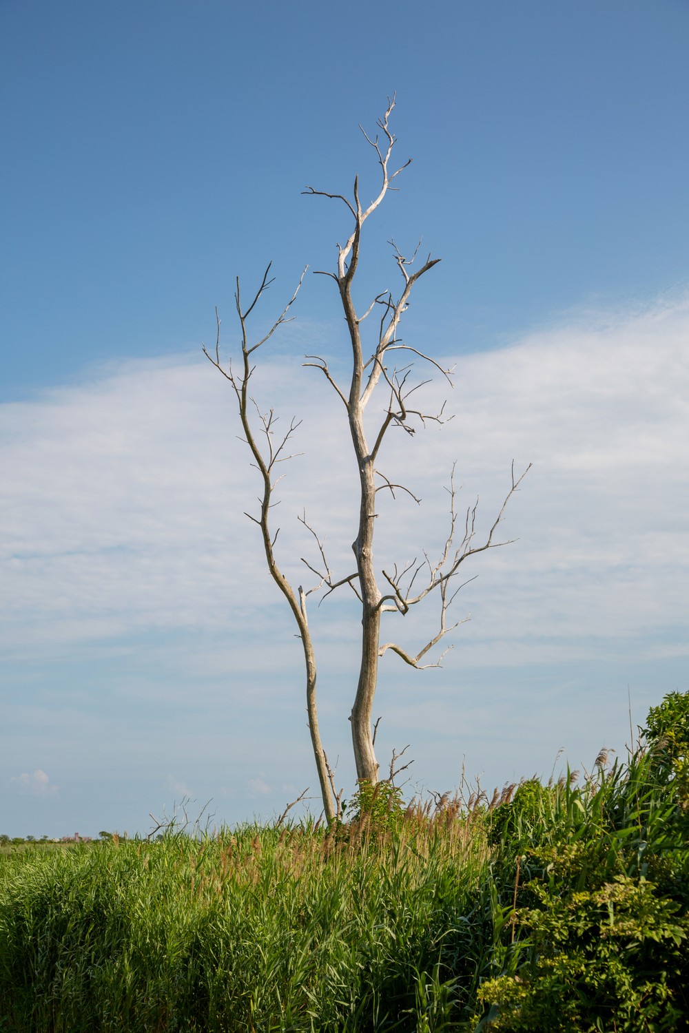 Jamaica Bay Wildlife Refuge