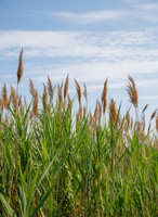 Jamaica Bay Wildlife Refuge, Queens, NYC
