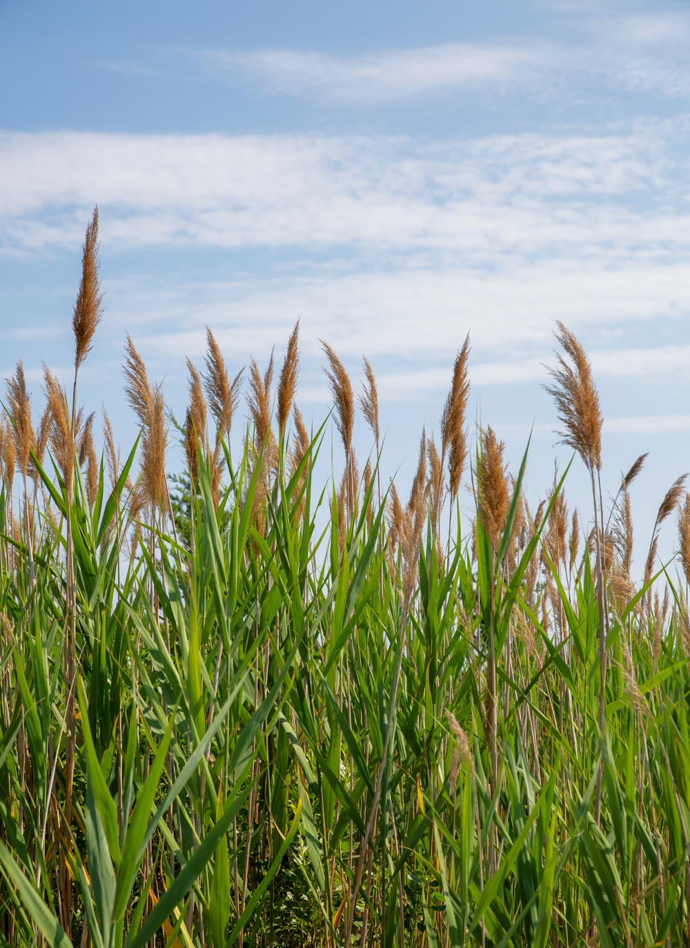 Jamaica Bay Wildlife Refuge