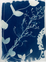 Cyanotype Photogram, NYC