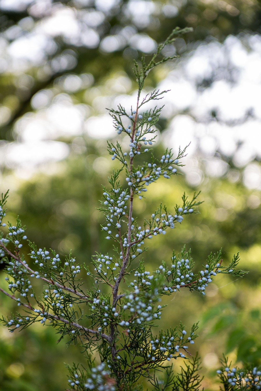 Jamaica Bay Wildlife Refuge