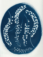Cyanotype Photogram, NYC