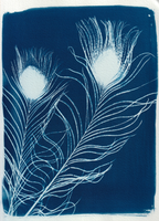 Cyanotype Photogram, Feathers