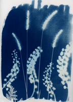 Cyanotype Photogram, NYC