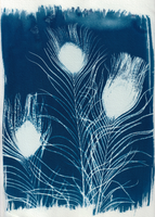 Cyanotype Photogram, Feathers