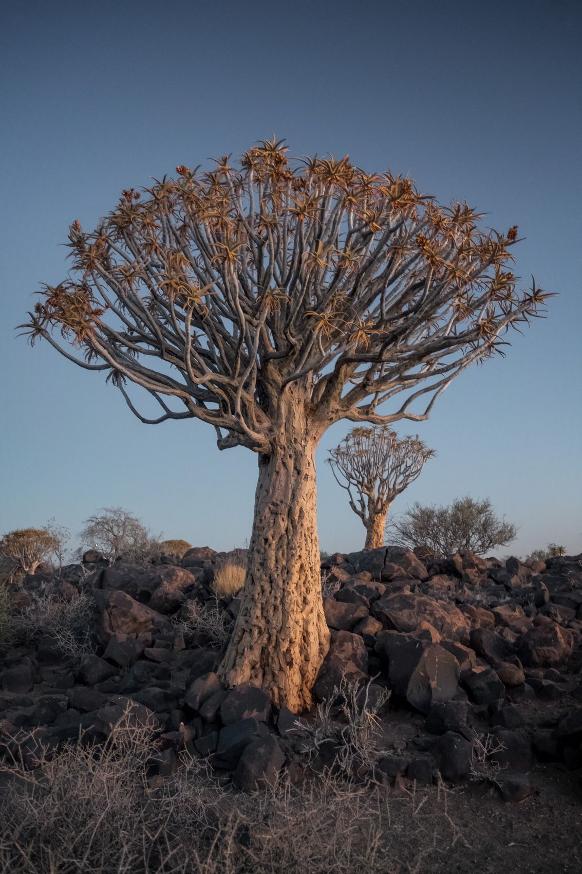 Quivertree Forest - LOUIS MONTROSE PHOTOGRAPHY