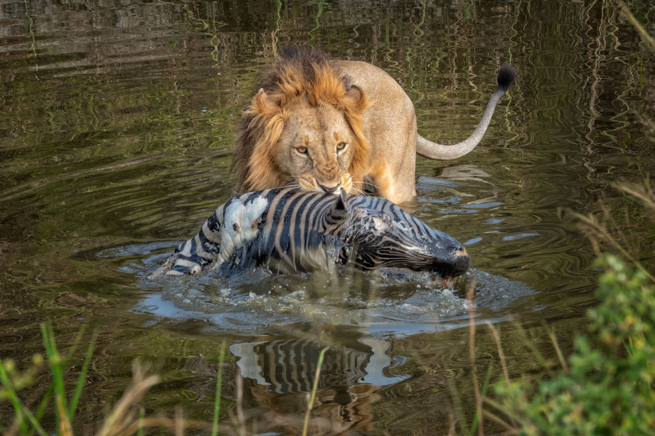 SocialLifeofLions-17.jpg