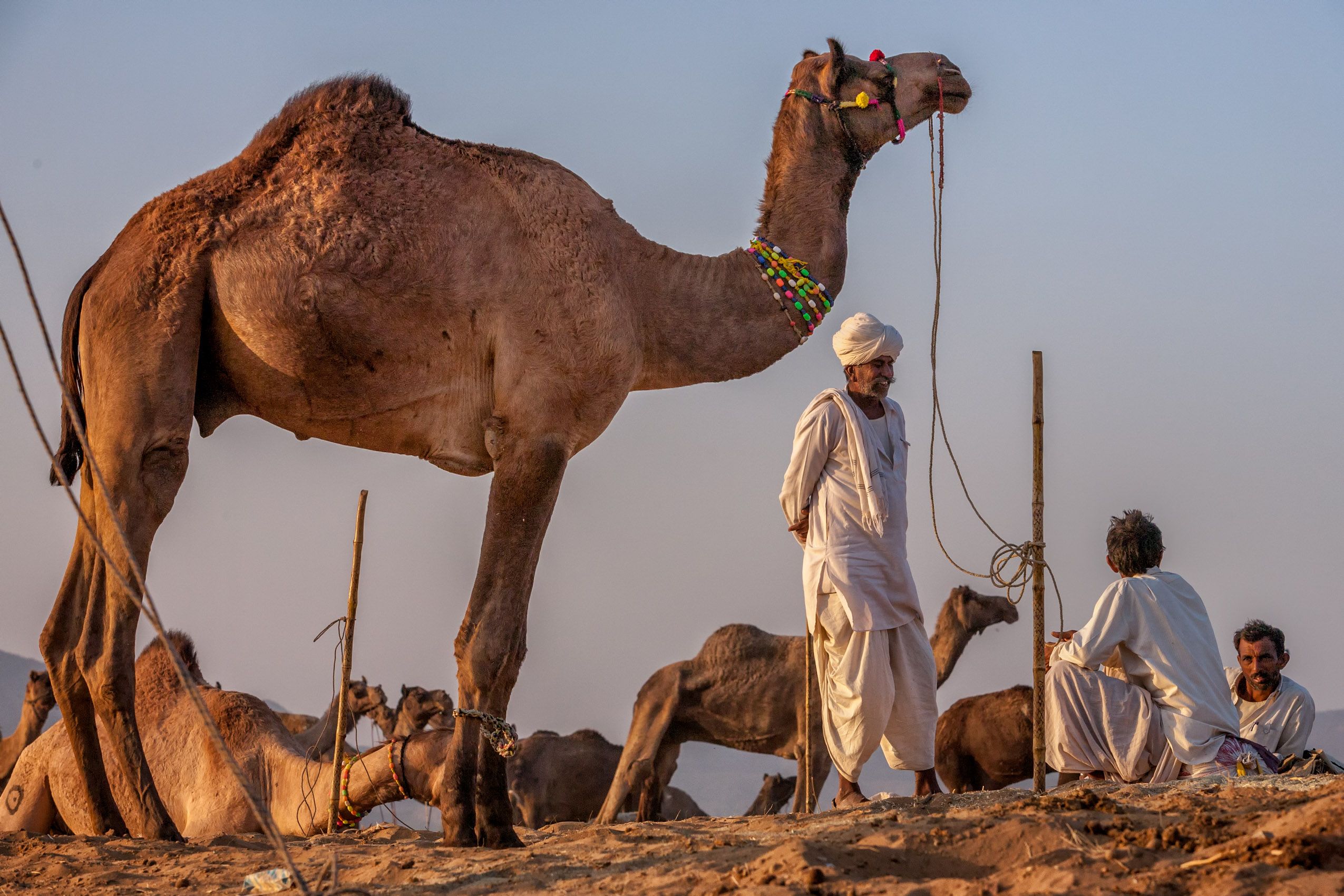 INDIA:  Pushkar II—The Mela