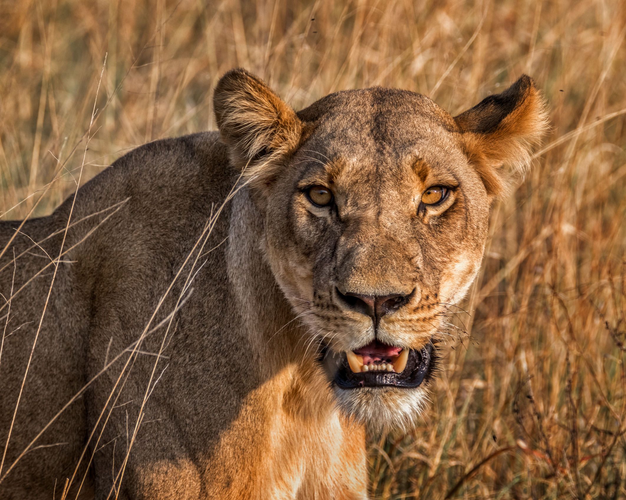 Botswana wildlife - LOUIS MONTROSE PHOTOGRAPHY