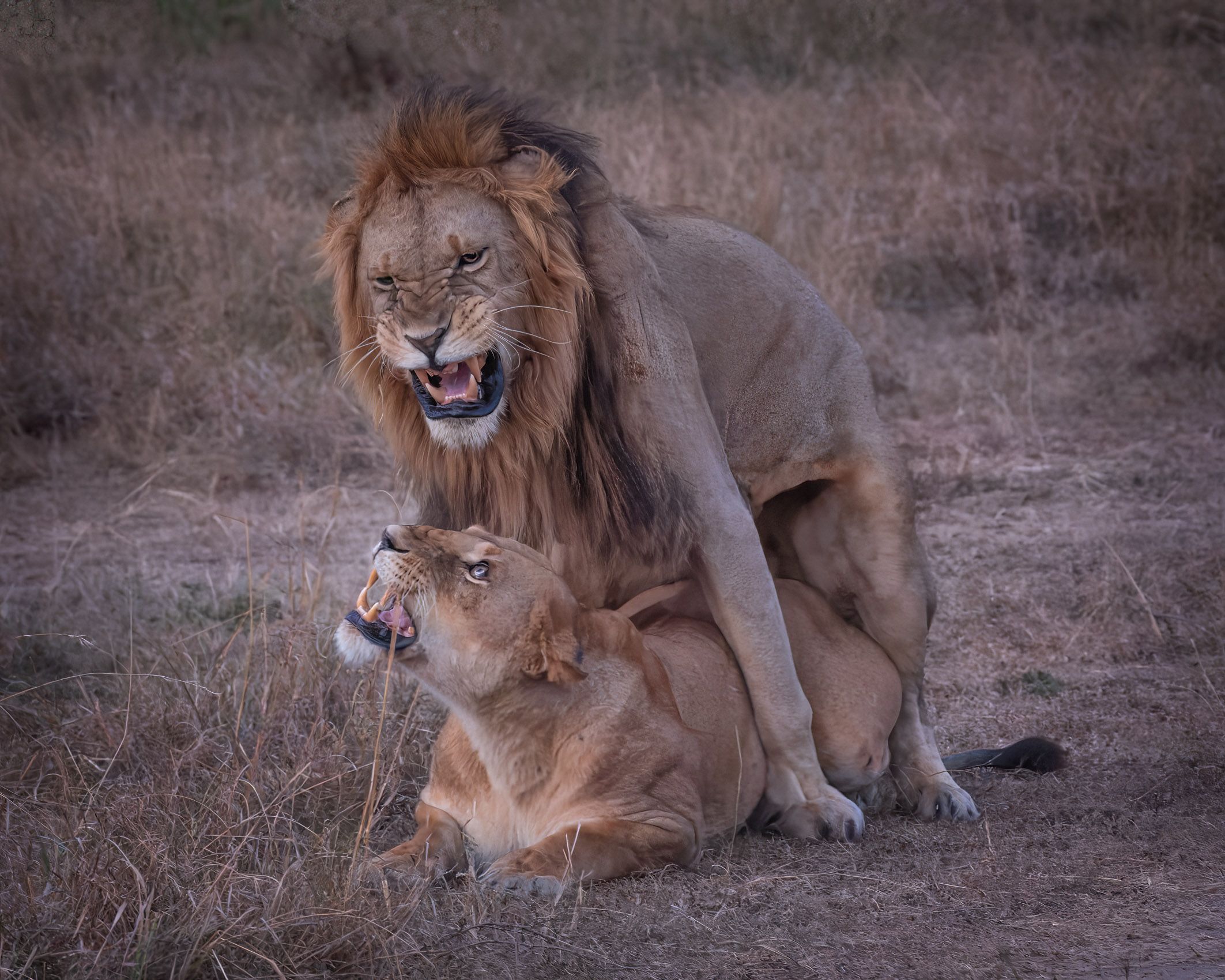 SocialLifeofLions-11.jpg