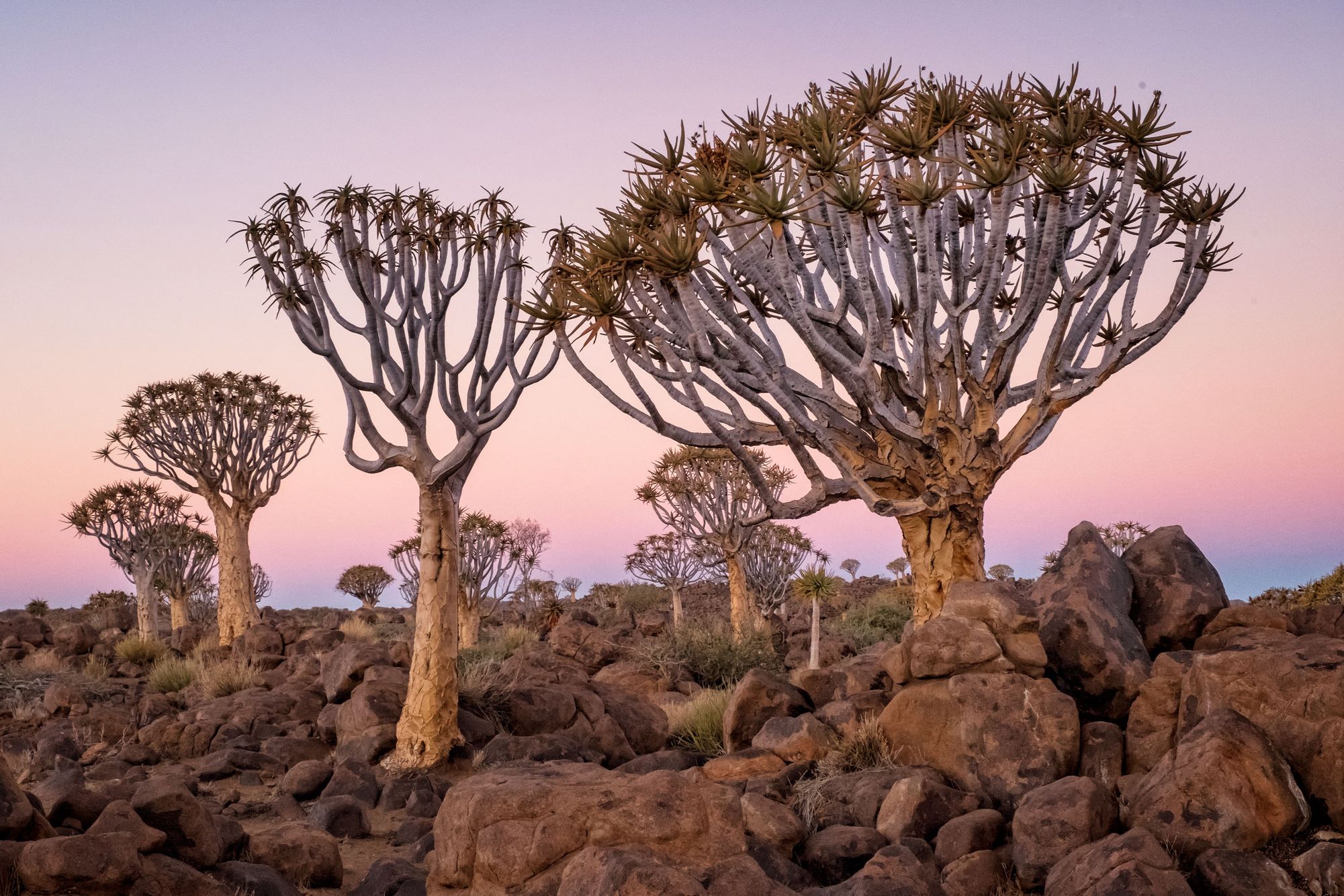 NAMIBIA:  A Quivertree Forest