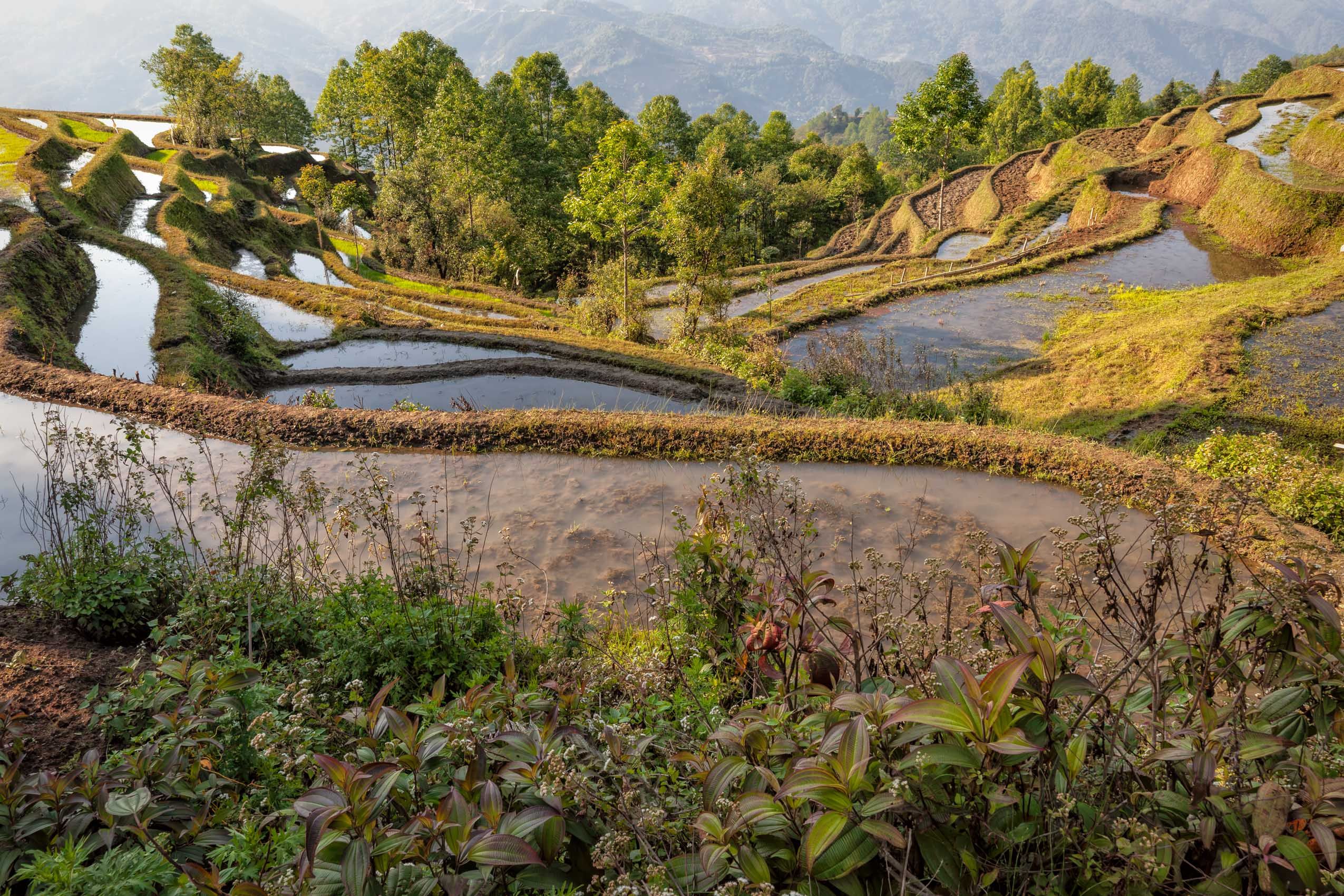 Yunnan.Terraces-9.jpg