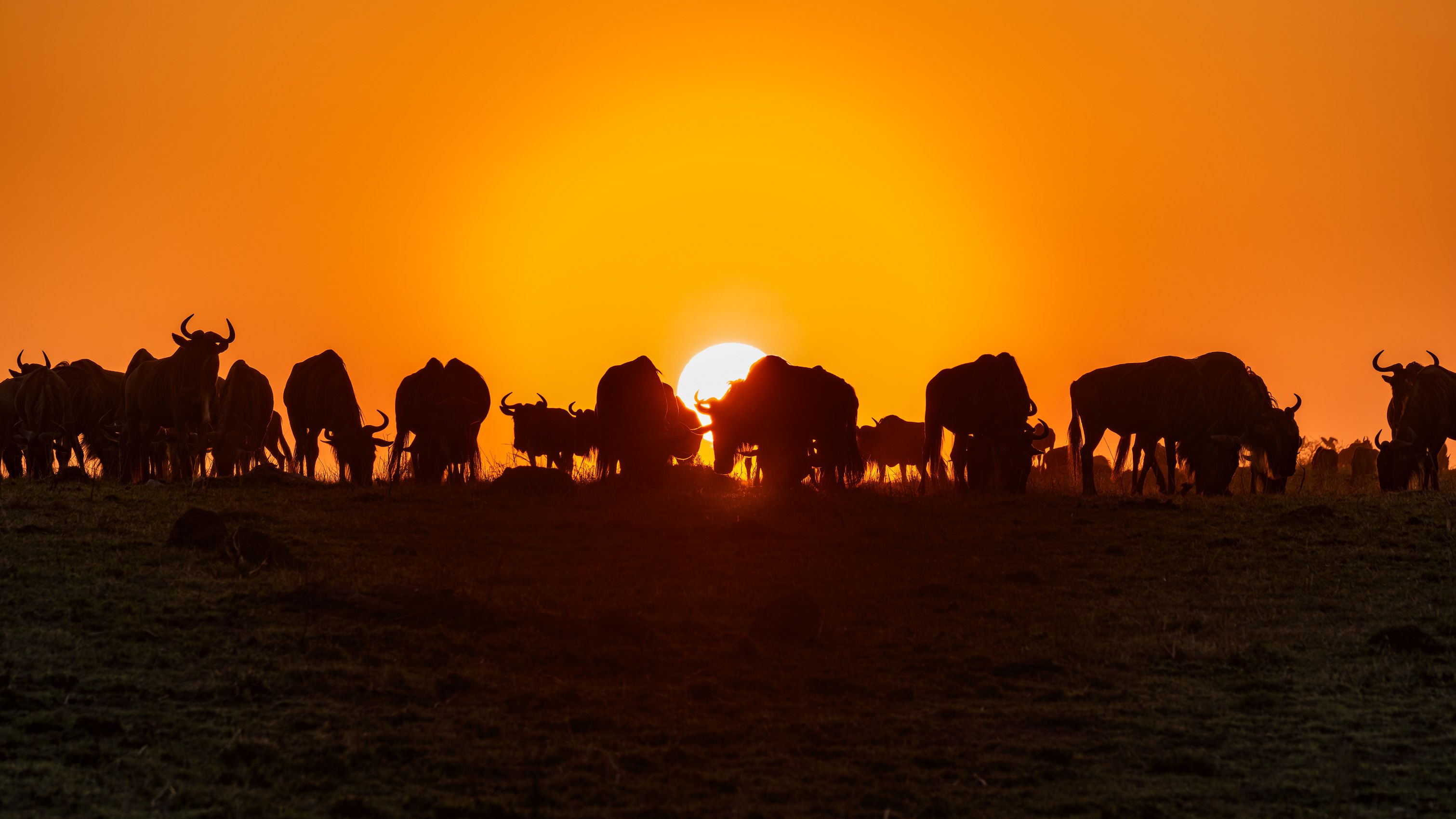 KENYA.GM-2.jpg