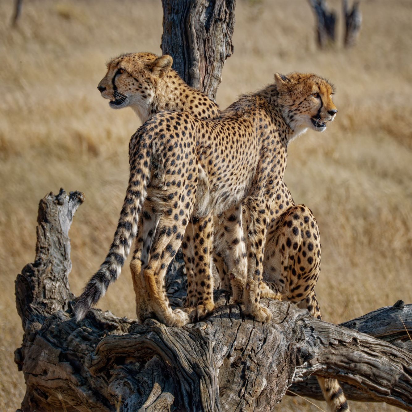 ZIMBABWE:  Wildlife in the Landscape--Hwange, Matobo, and Mana Pools