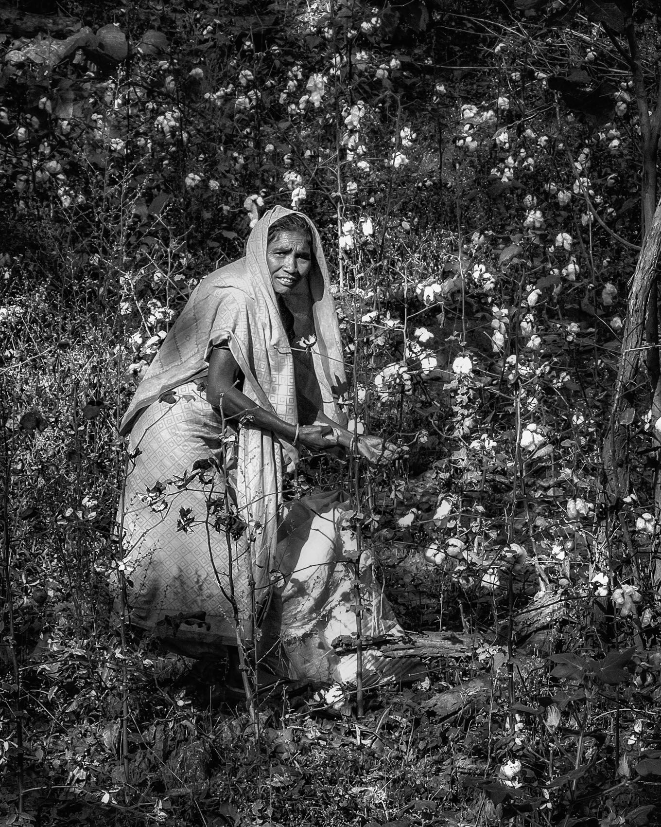 Picking Cotton (Rural Odisha) work.textiles-8.jpg