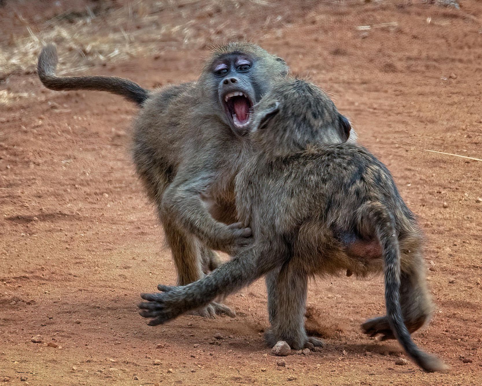 TANZANIA:  Baboons at Play and Prey