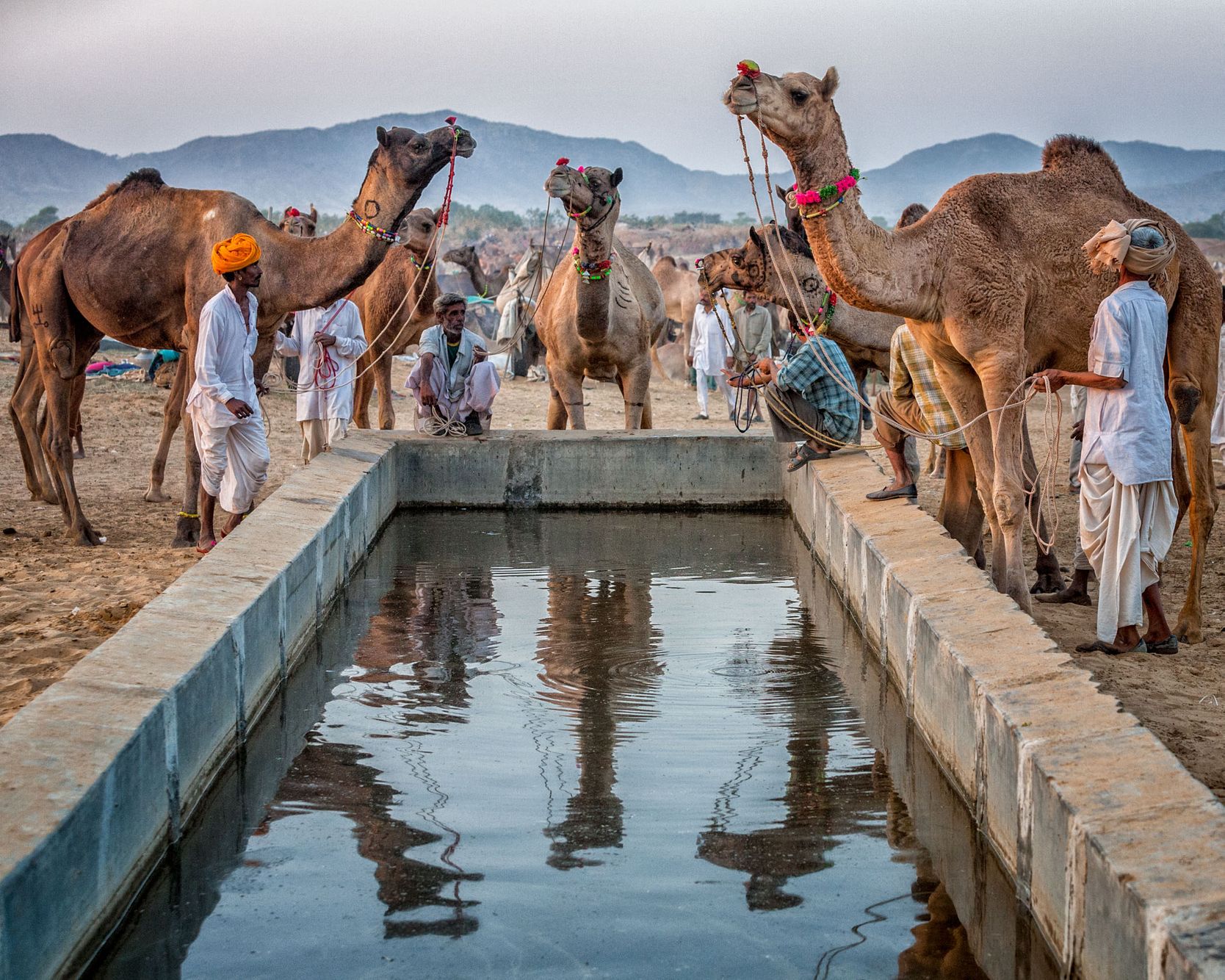 THE PUSHKAR MELA II:  Camels and Men