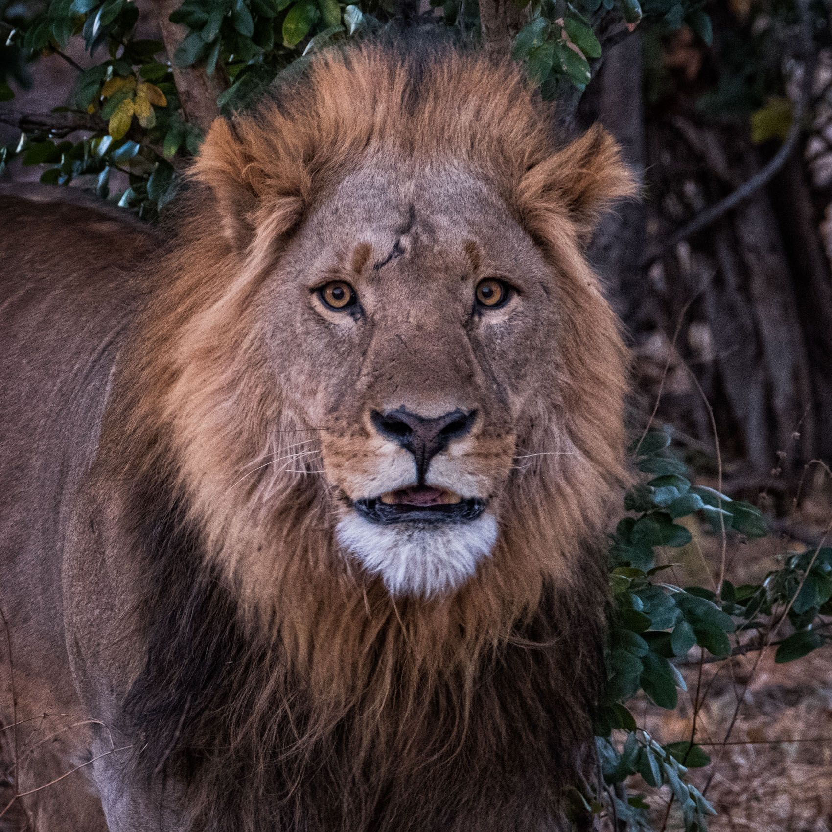 BOTSWANA:  Wildlife in the Landscape—Okavango Delta, Savute Marsh & Chobe River