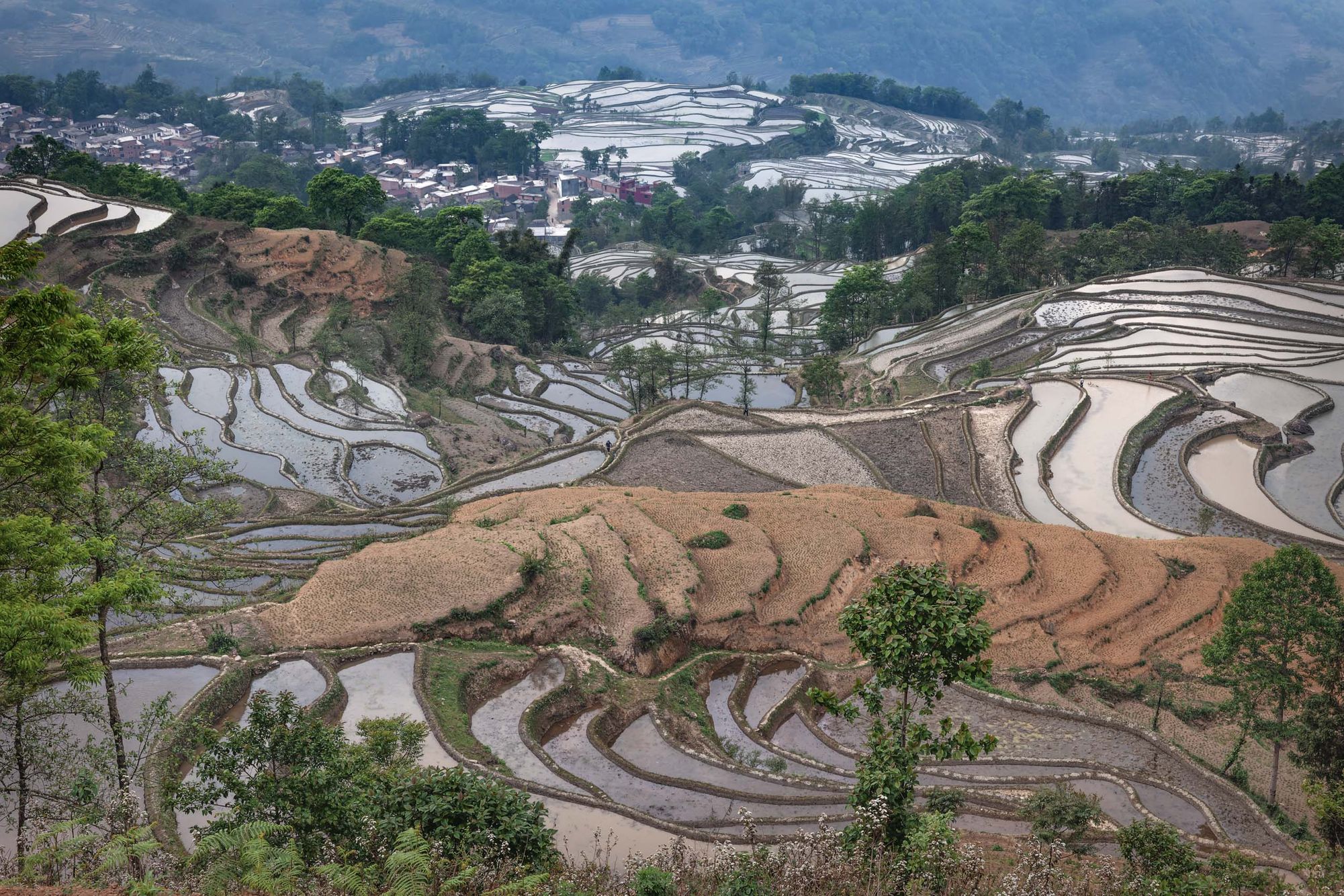CHINA:  Yunnan—The Rice Terraces of Yuanyang