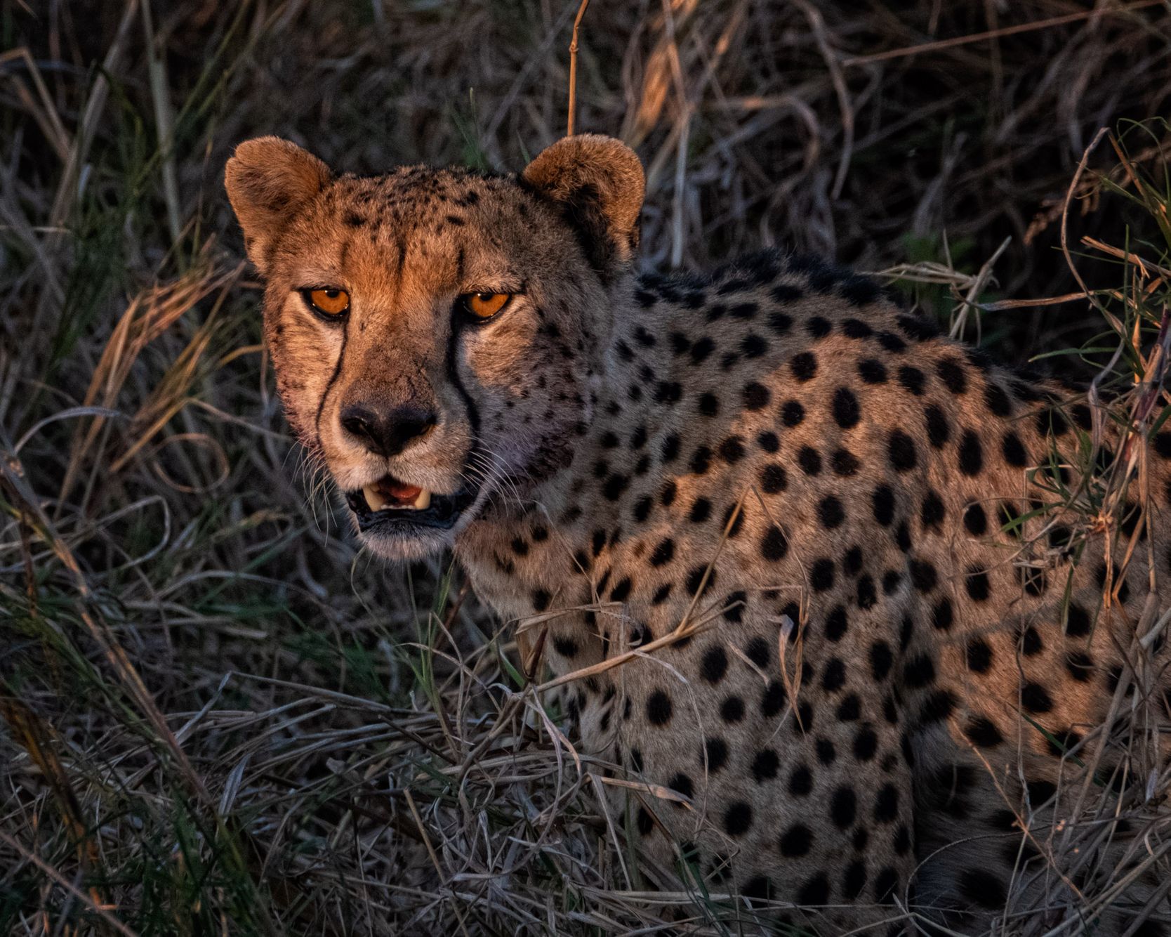 TANZANIA:  Wildlife in the Landscape—Serengeti