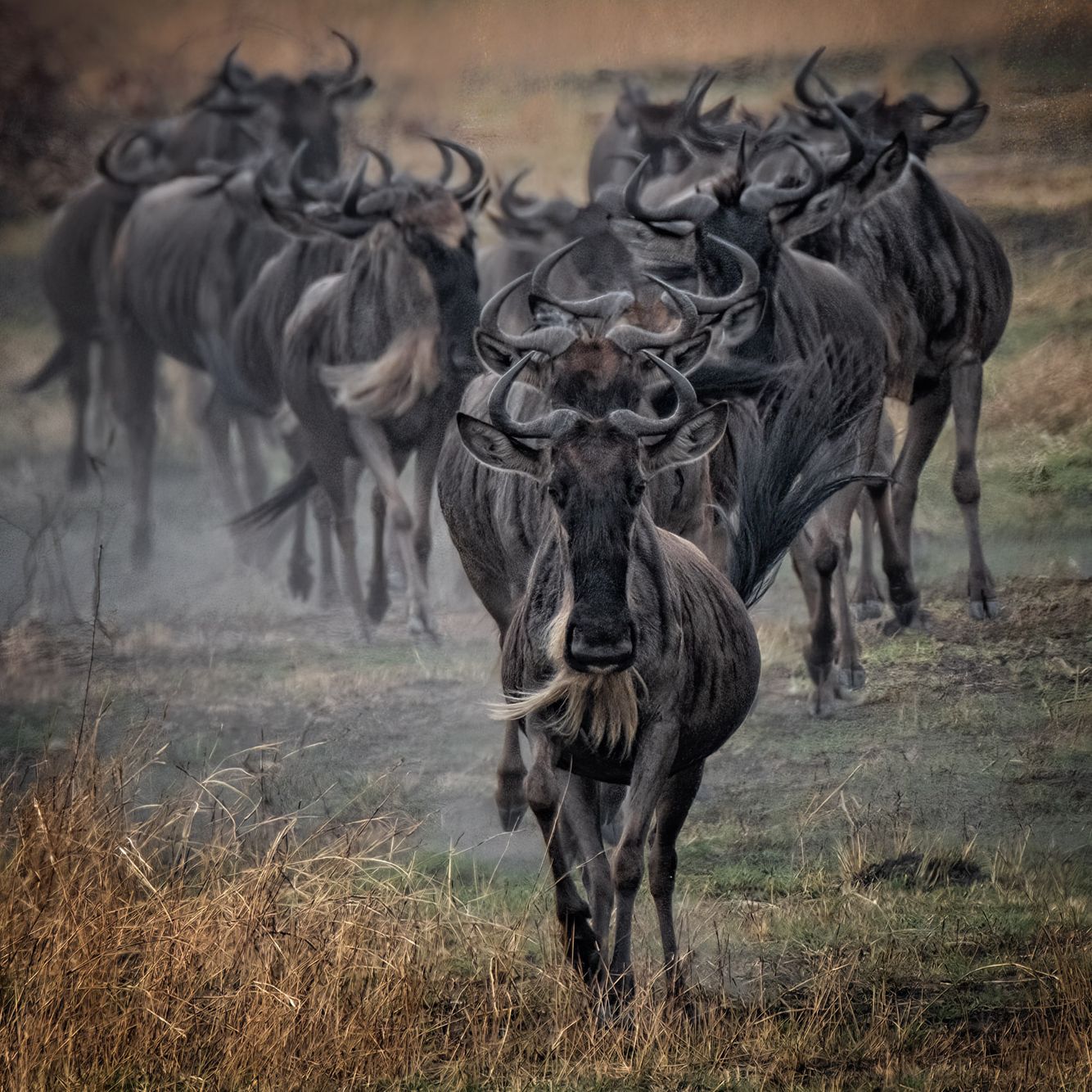 TANZANIA:  The Great Migration