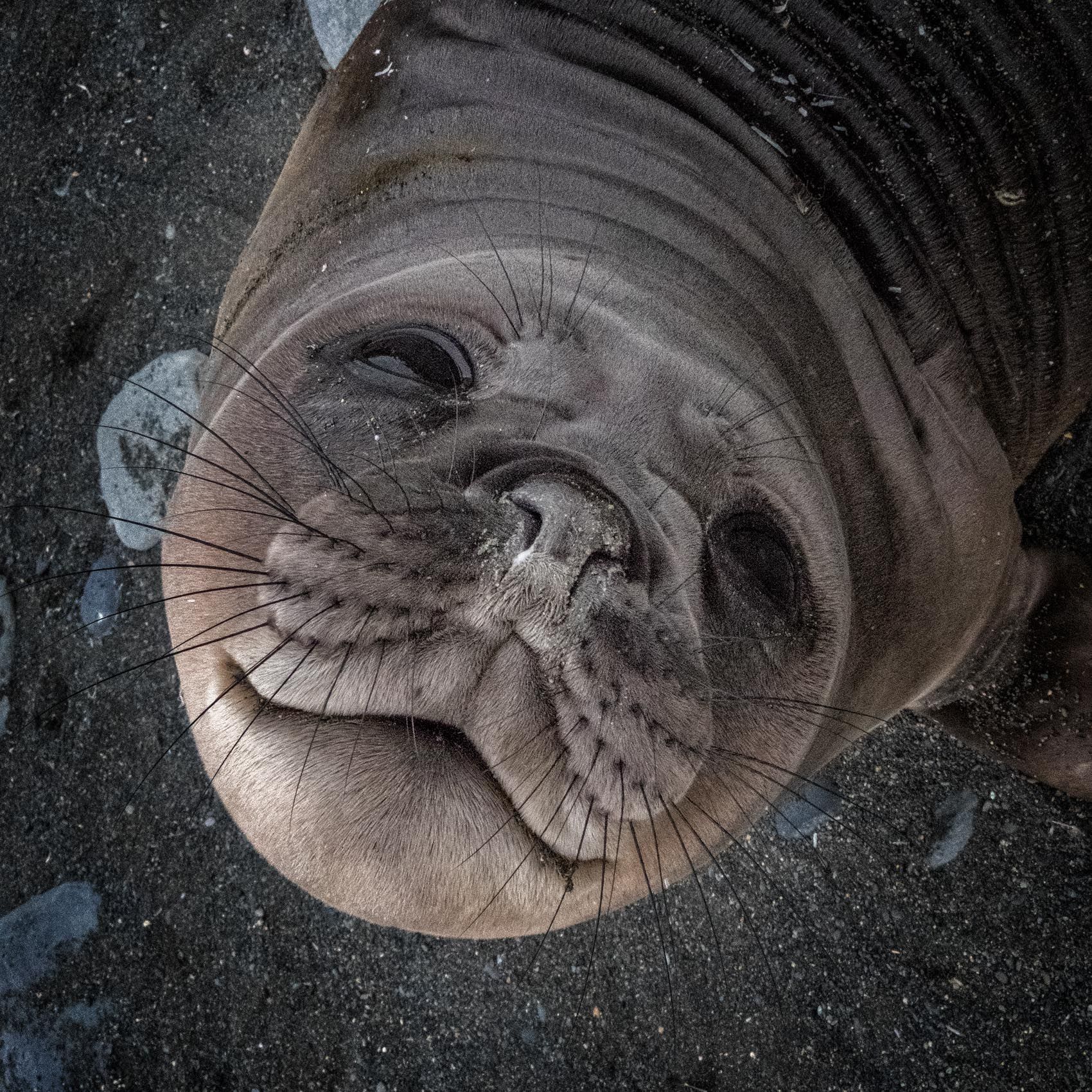 SOUTH GEORGIA AND THE SOUTHERN OCEAN:  Wildlife Portraits