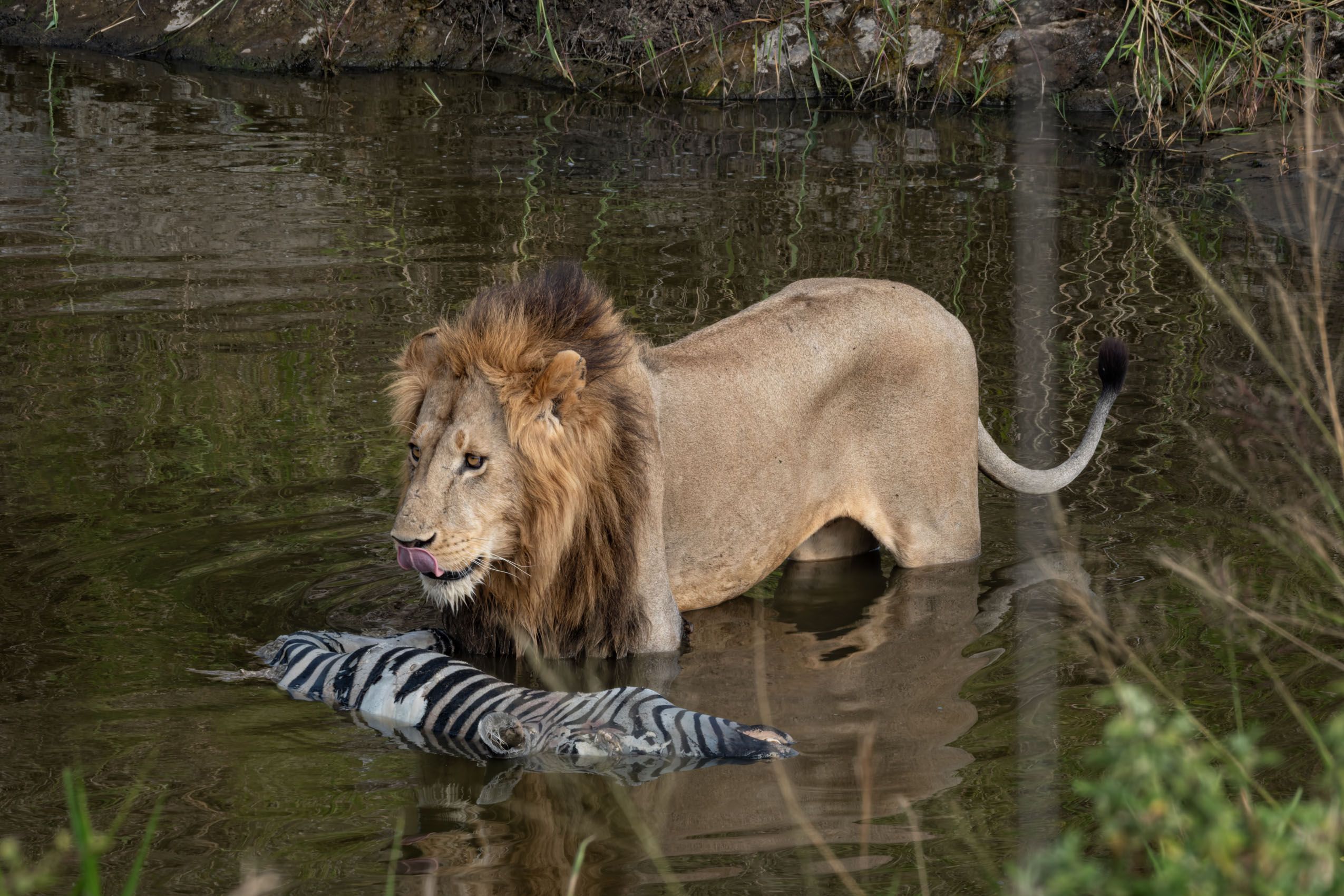 SocialLifeofLions-16.jpg